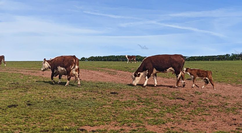 Photo of 4 Bed in Malborough