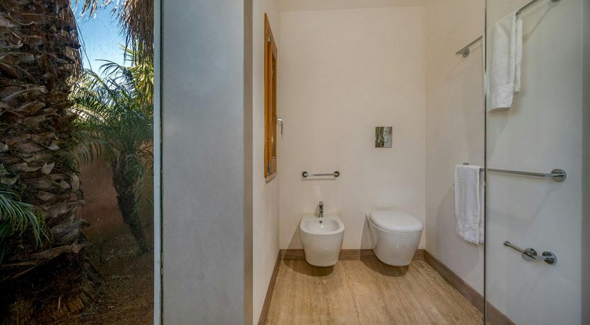 Photo of Sicilian Cycads