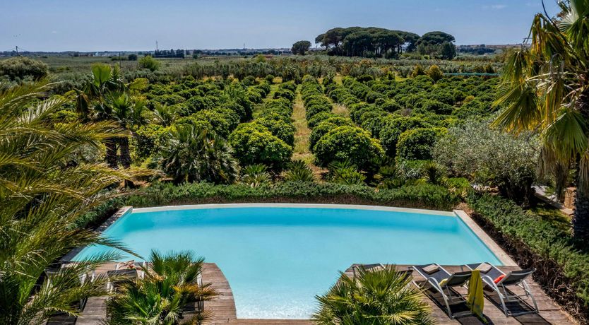 Photo of Sicilian Cycads