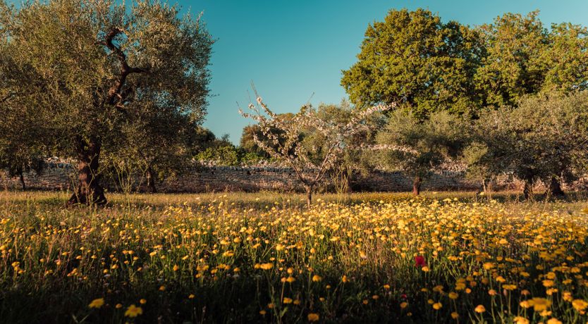 Photo of Conical Calm
