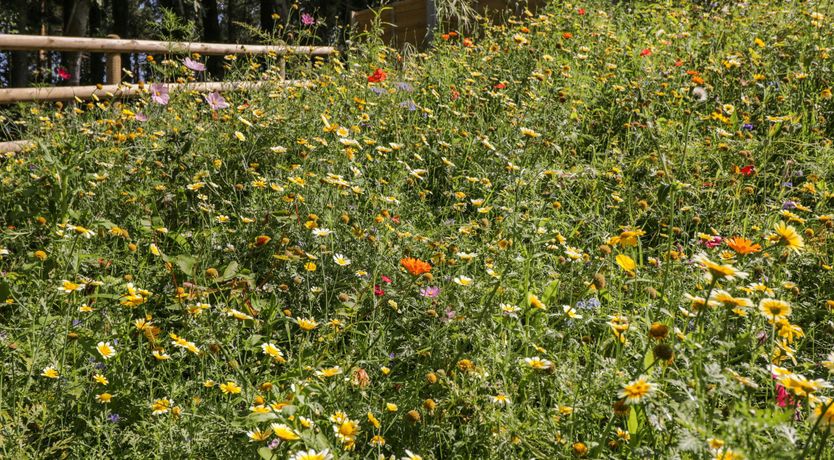 Photo of Pine Vistas