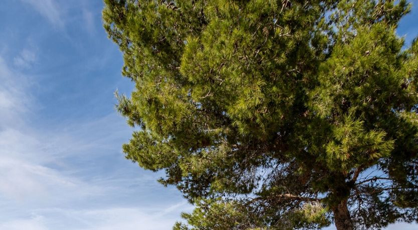 Photo of Modernist Cabin