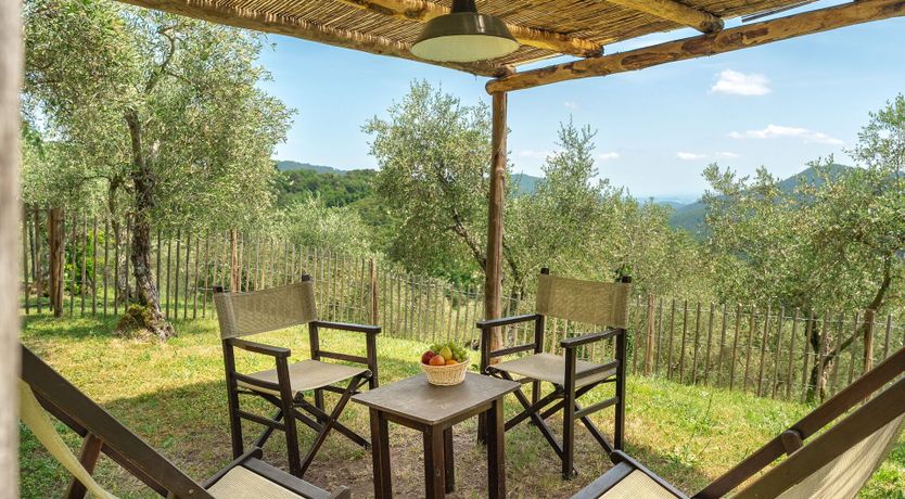 Photo of Olive Trees & Rolling Hills