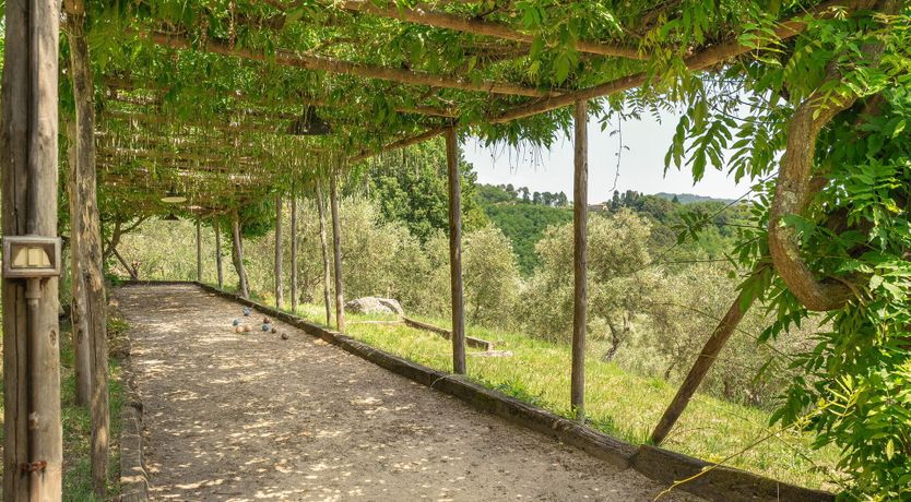 Photo of Olive Trees & Rolling Hills