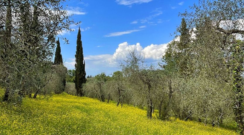 Photo of Tuscan Peace