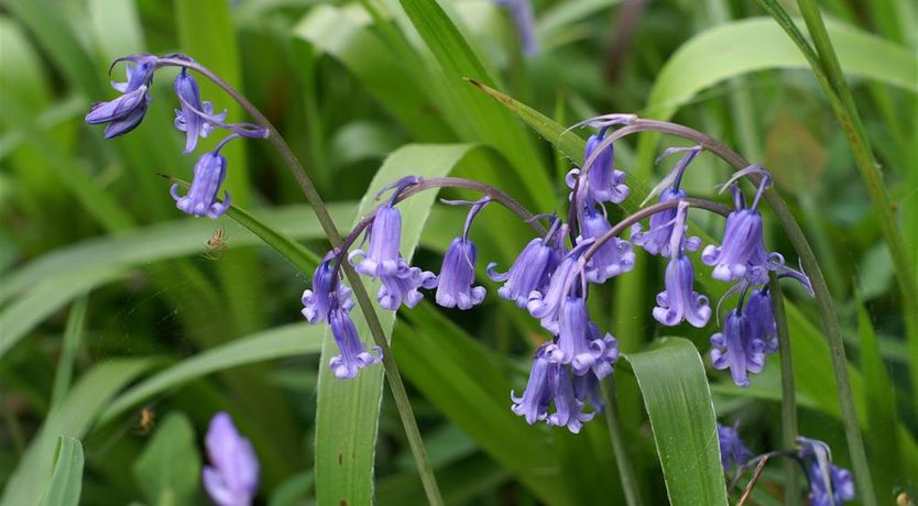 Photo of 3 Bed in Fishguard