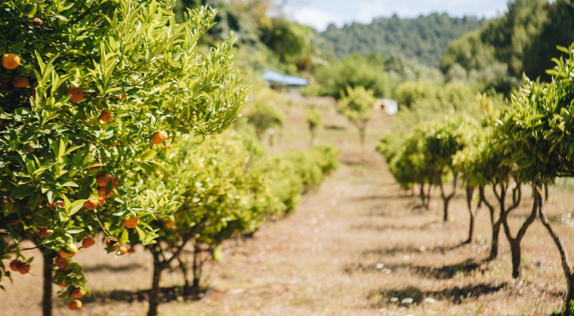Photo of Citrus Groves