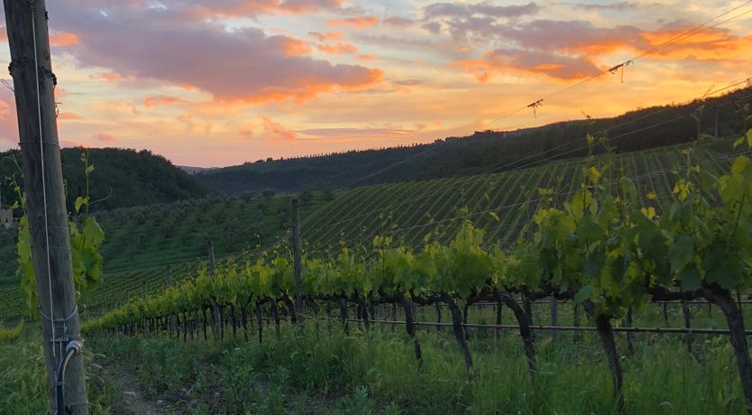 Photo of Stonehill Vines