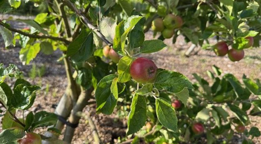 Photo of 3 Bed in Skreen