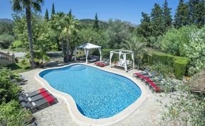 Photo of Olives and Palms