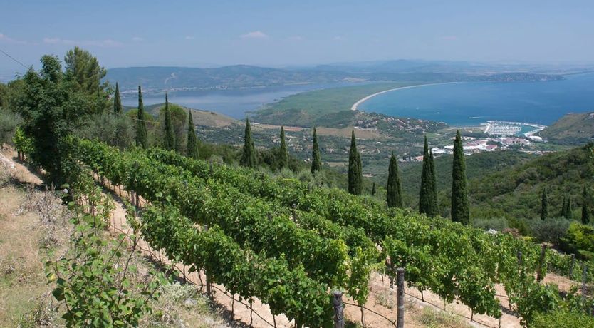 Photo of Vineyards & Olive Groves