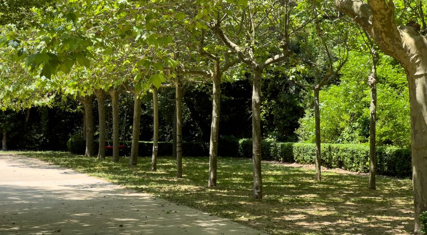 Photo of Gentle Woods