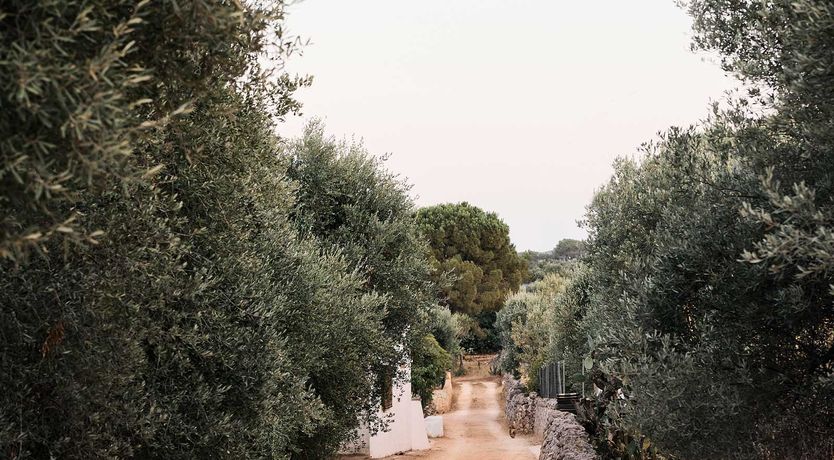 Photo of Olive Tree Terrace