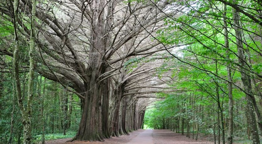 Photo of Coole Lodge