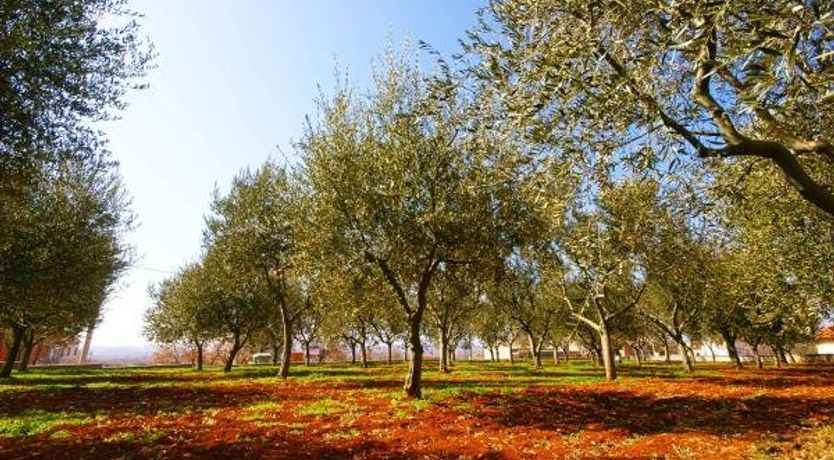 Photo of Apartments Orieta