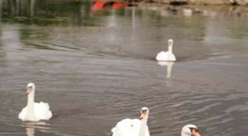 Photo of Shannon Breeze Cottage