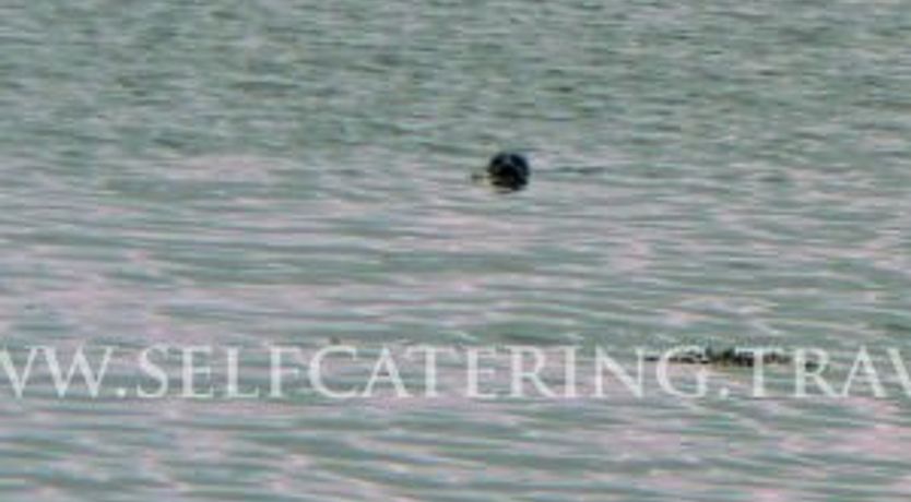 Photo of Nancys Cottage